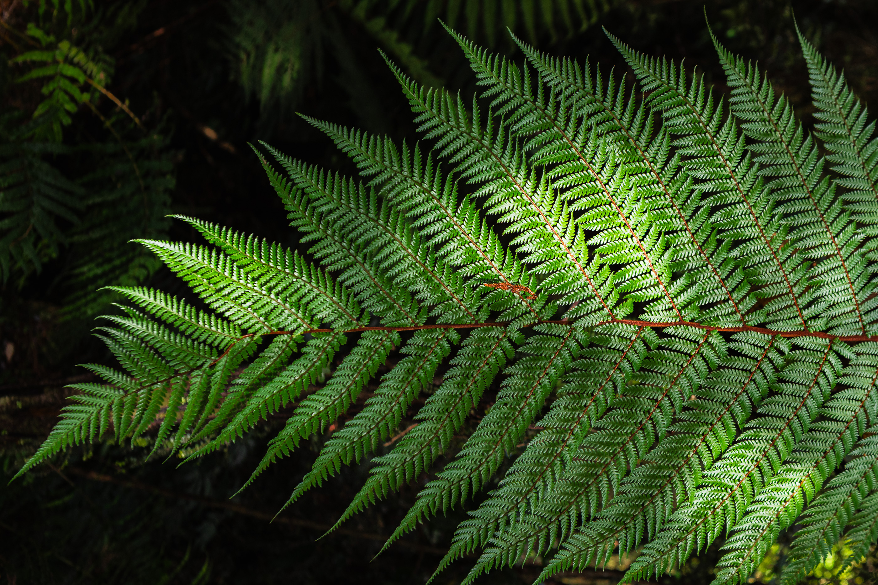 Shapes of Nature fine art photography collection thumbnail